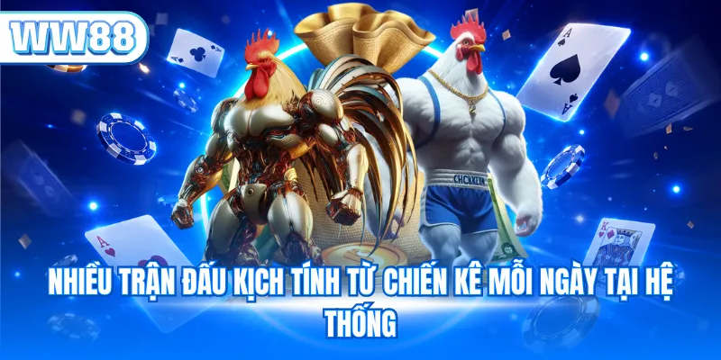 Nhiều trận đấu kịch tính từ chiến kê mỗi ngày tại hệ thống